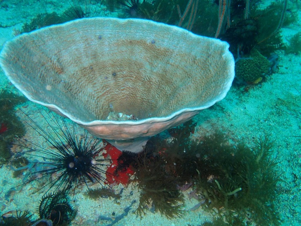 Salad Coral