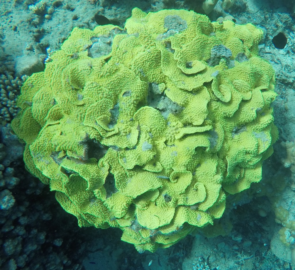 Yellow Scroll Coral