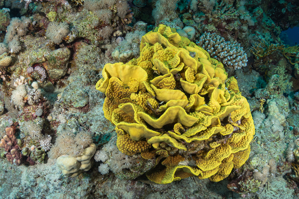 Yellow Scroll Coral