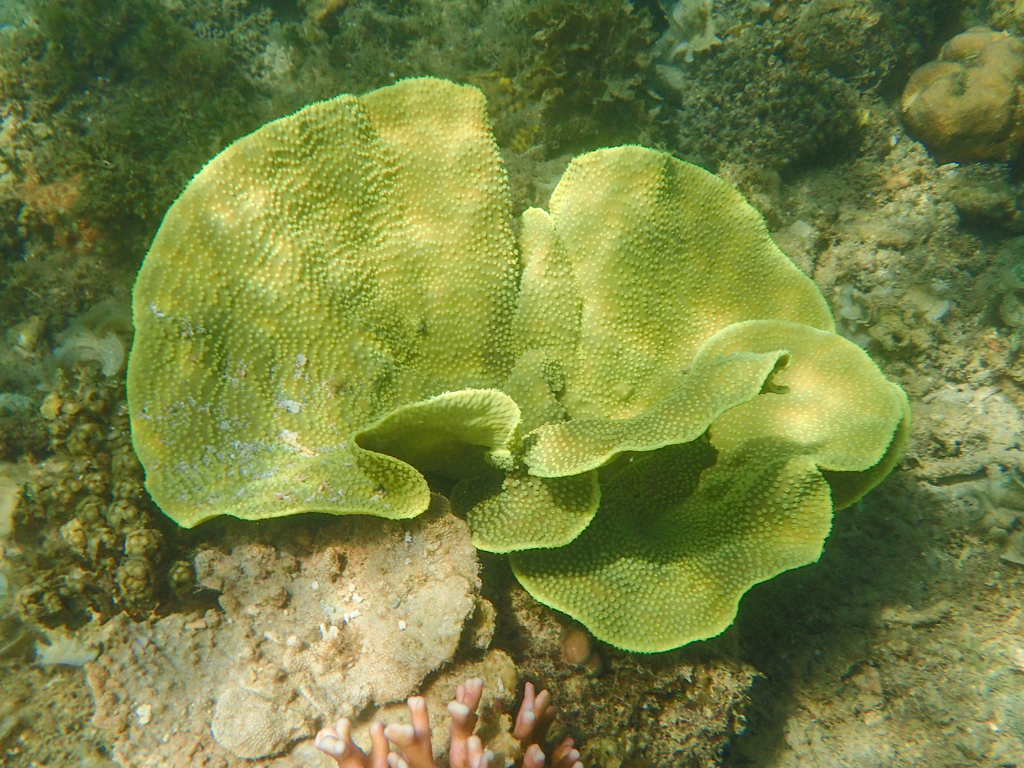 Yellow Scroll Coral