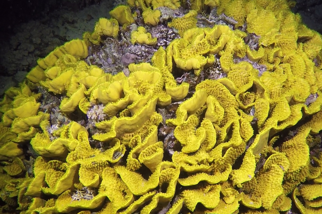 Yellow Scroll Coral