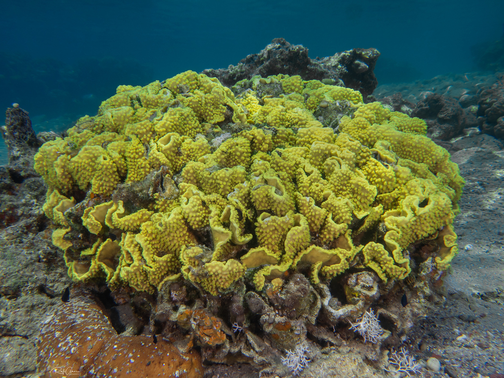 Yellow Scroll Coral