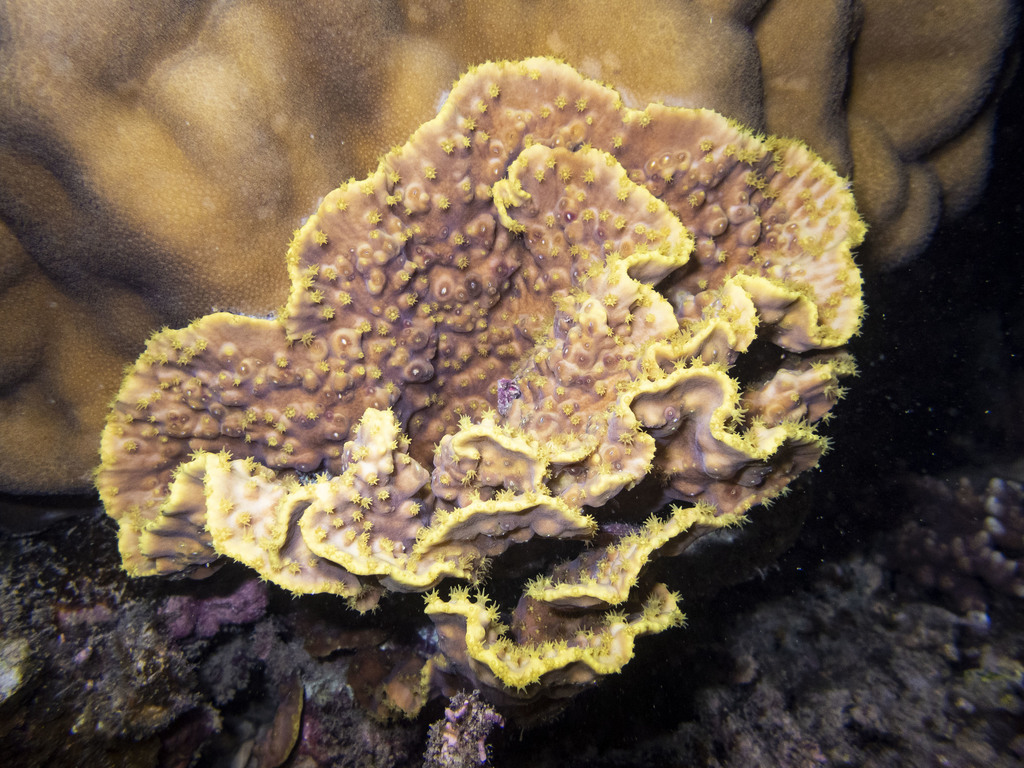 Yellow Scroll Coral