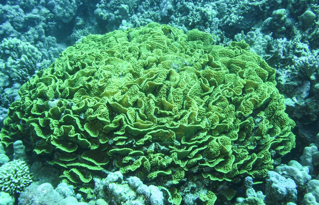 Yellow Scroll Coral