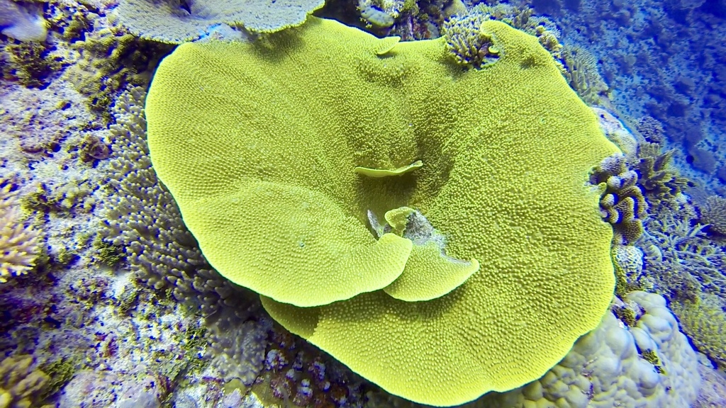 Yellow Scroll Coral