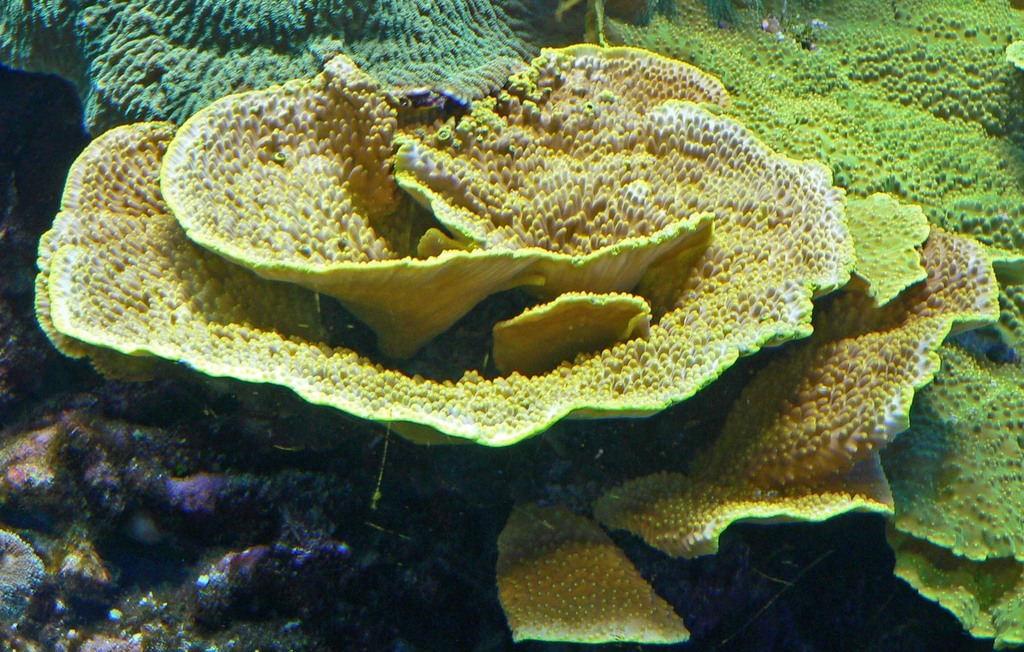 Yellow Scroll Coral