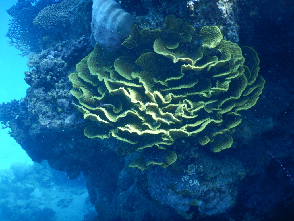 Yellow Scroll Coral