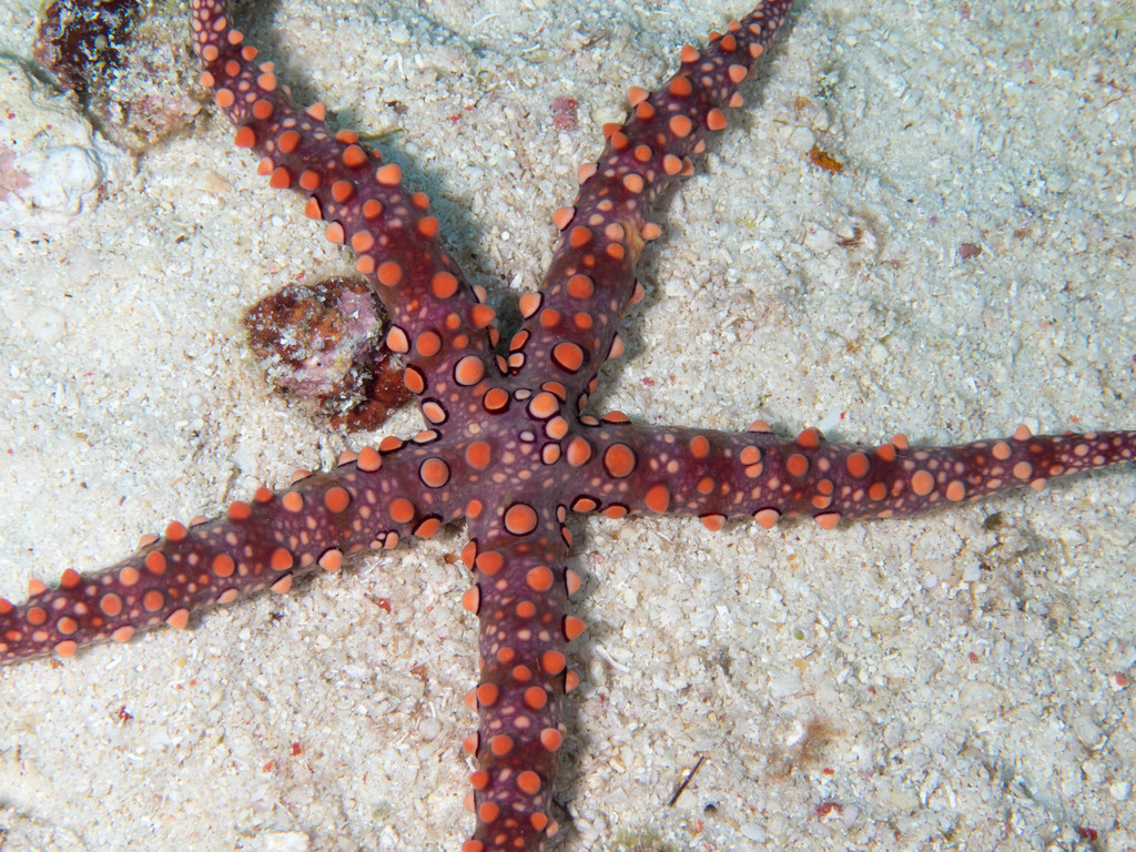 Spiny Sea Star