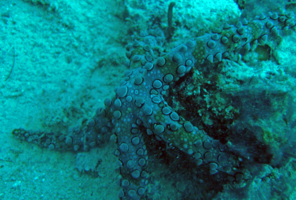 Spiny Sea Star