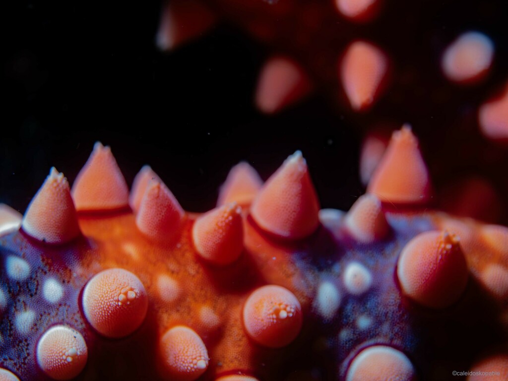 Spiny Sea Star