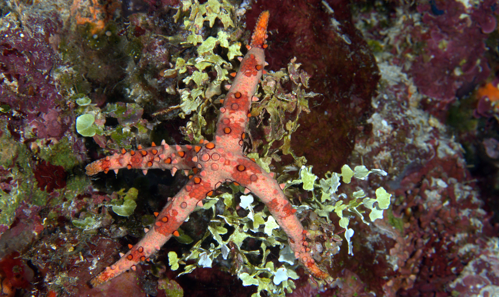 Spiny Sea Star