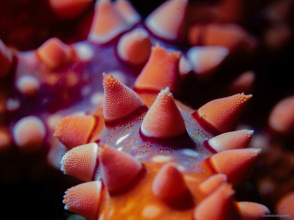 Spiny Sea Star
