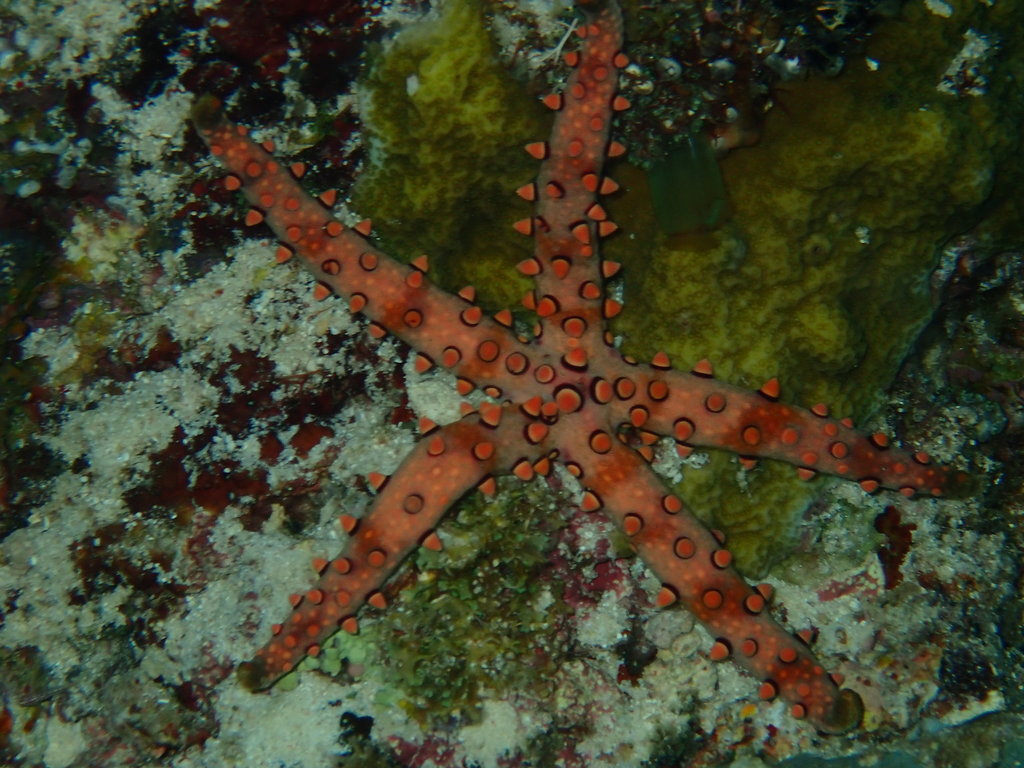 Spiny Sea Star