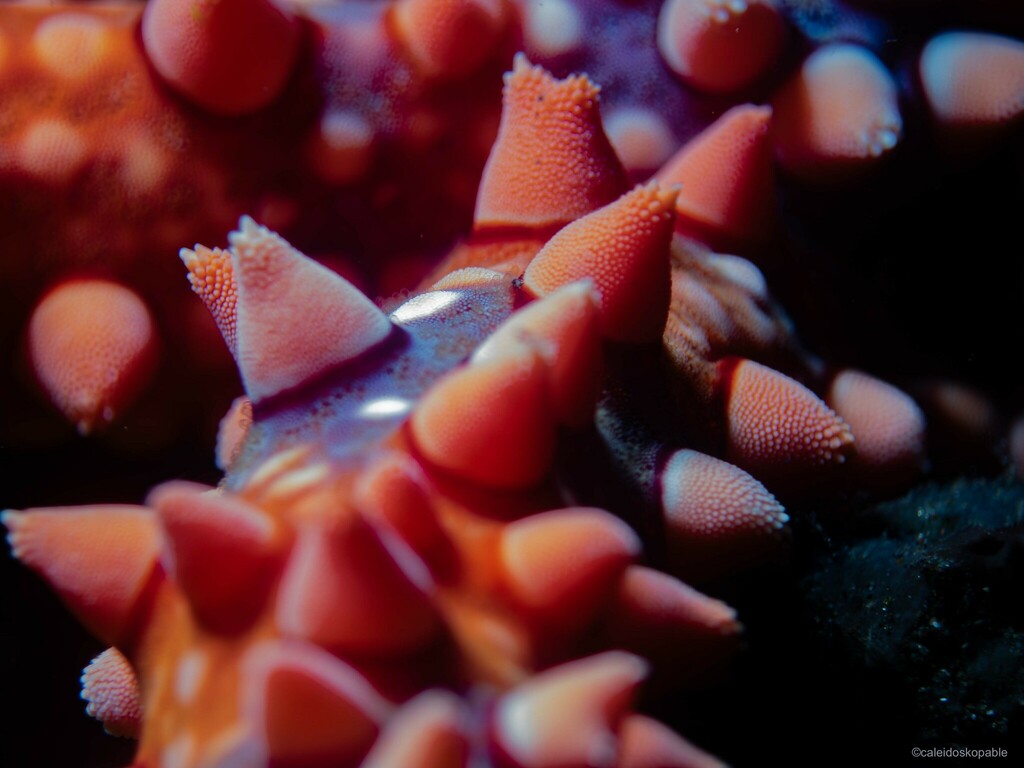 Spiny Sea Star