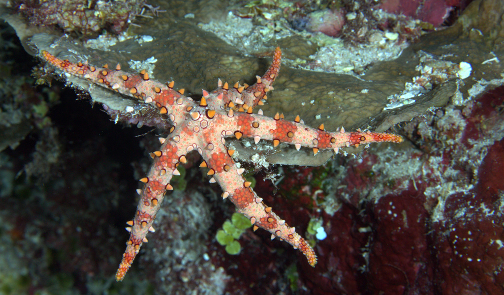 Spiny Sea Star