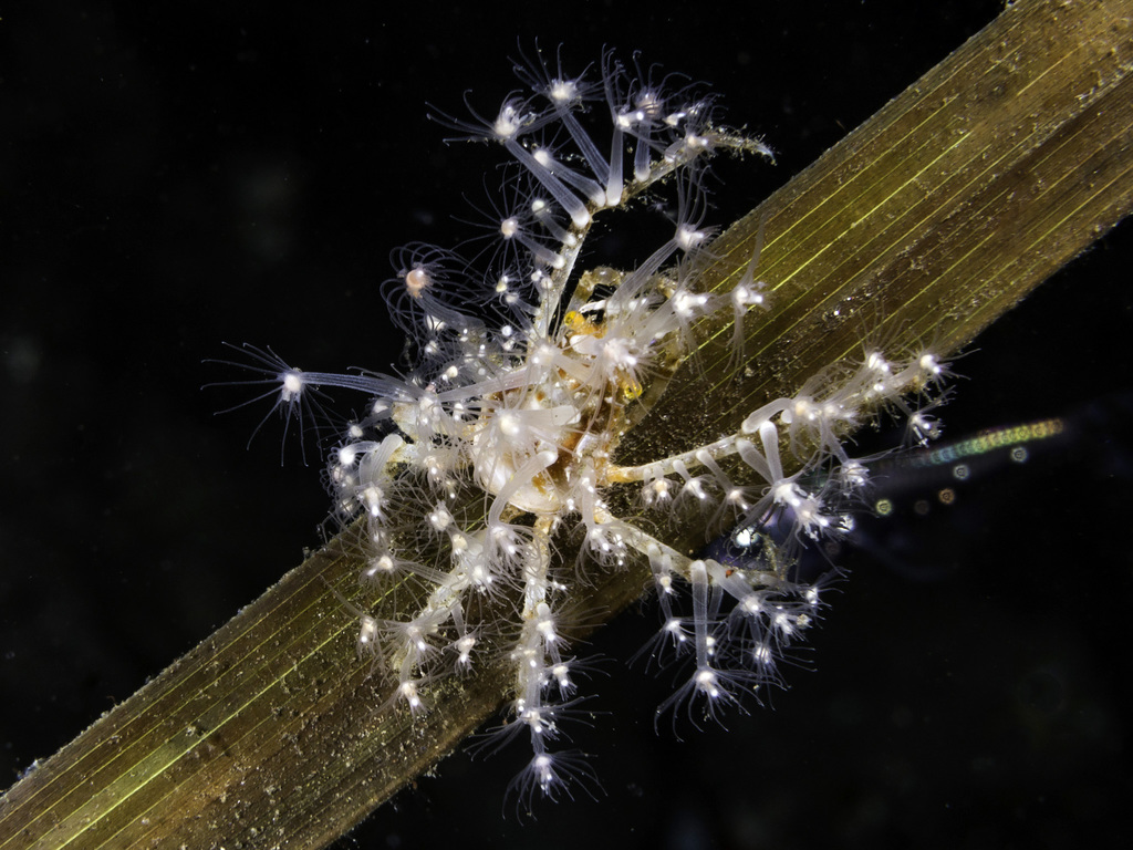 Soft Coral Spider Crab