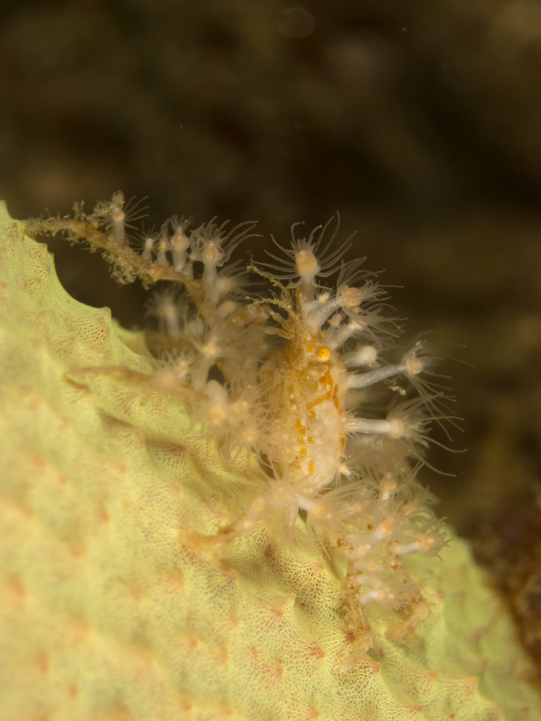 Crabe araignée des coraux mous