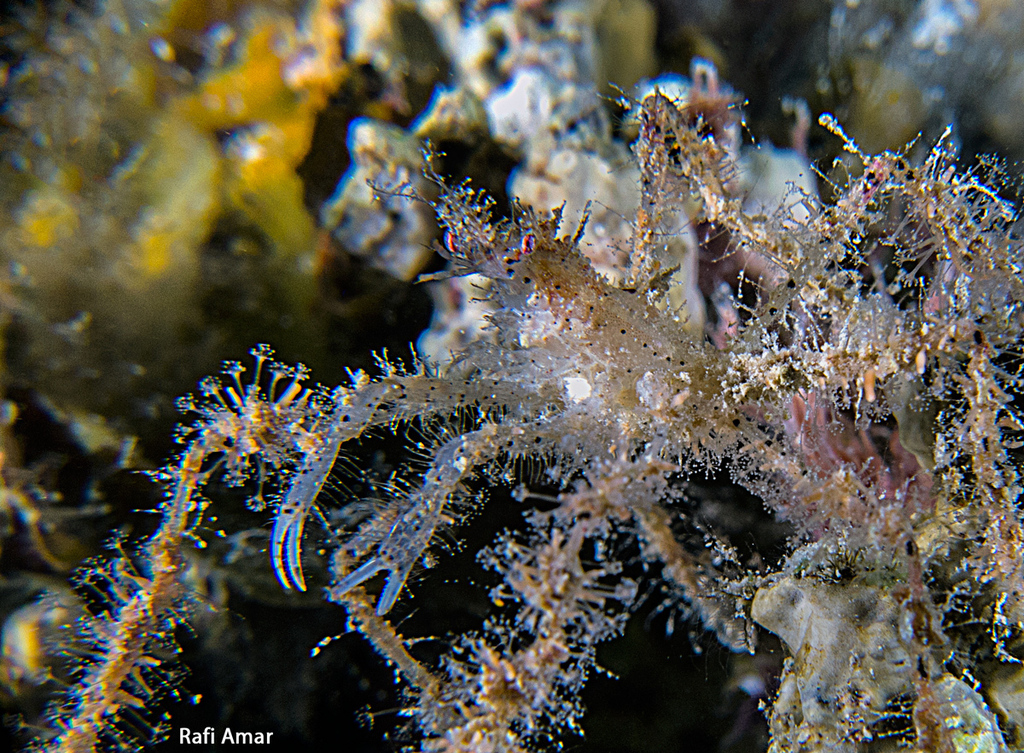 Crabe araignée des coraux mous