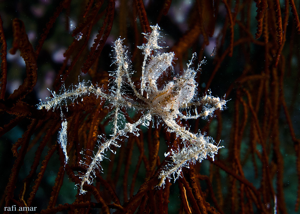 Crabe araignée des coraux mous