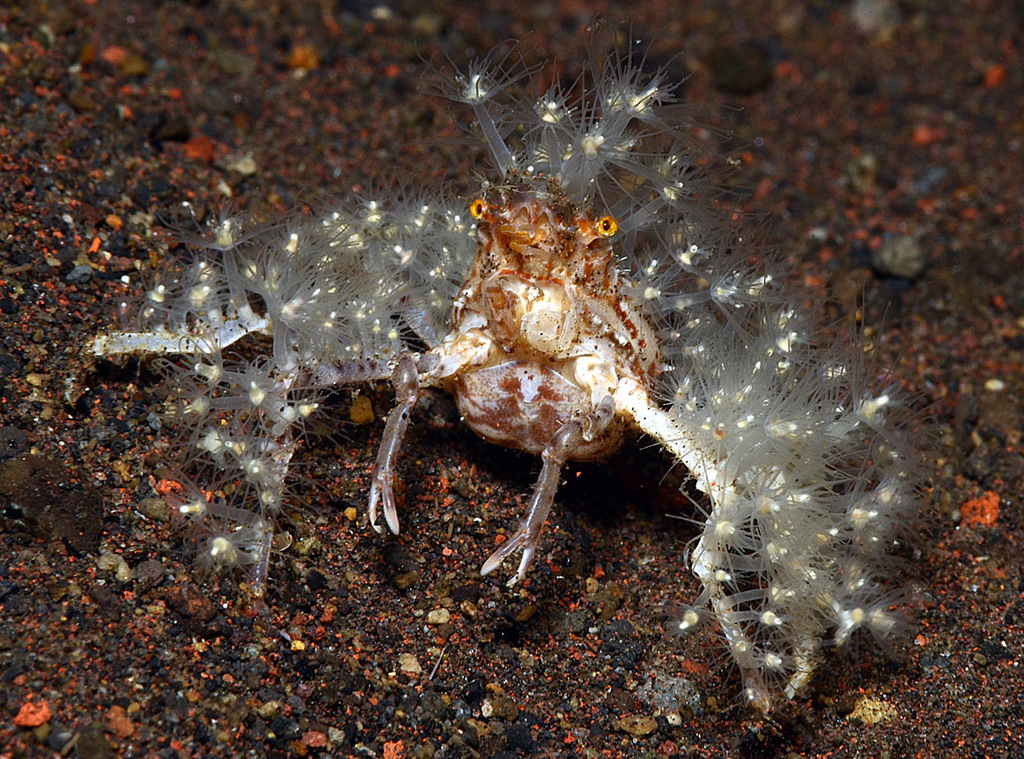 Crabe araignée des coraux mous