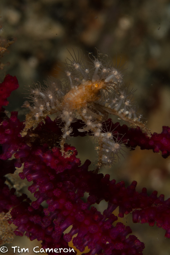 Crabe araignée des coraux mous