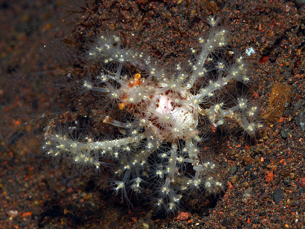 Crabe araignée des coraux mous