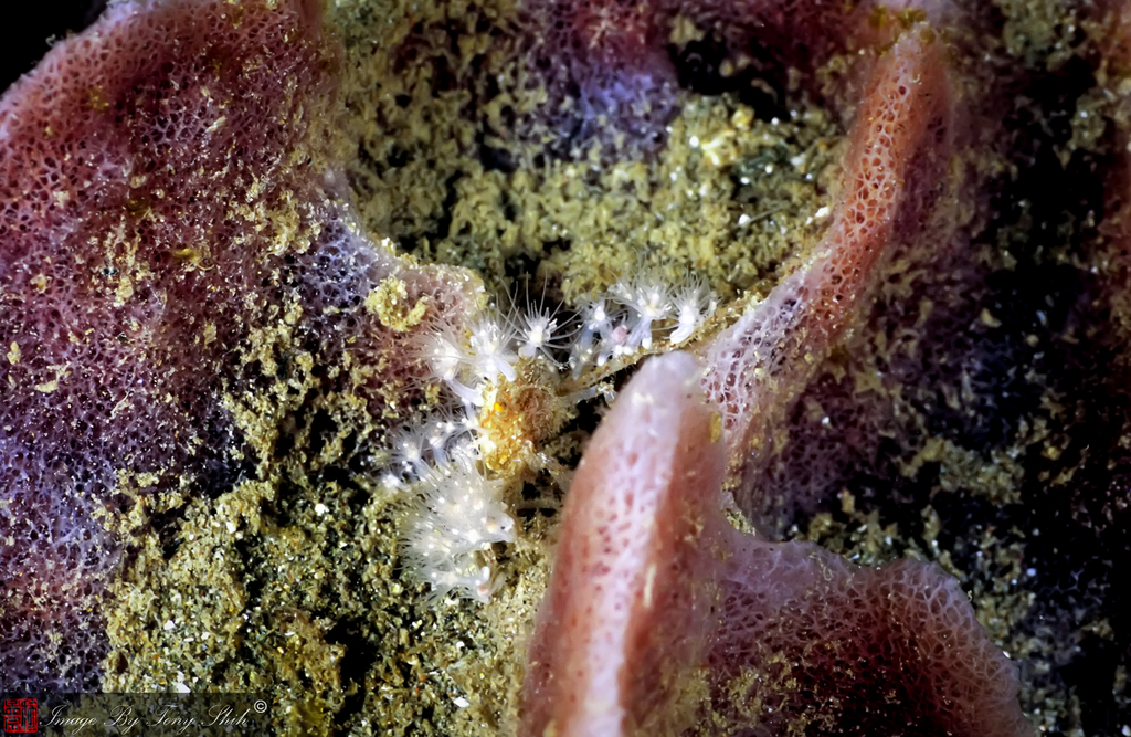 Crabe araignée des coraux mous