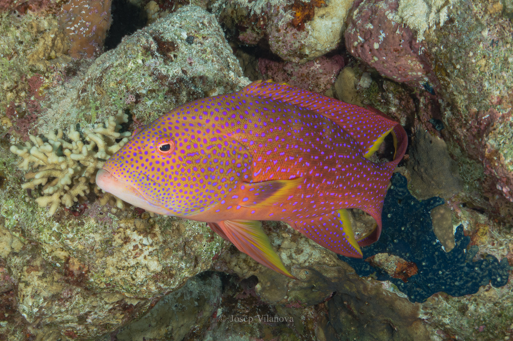 Yellow-edged Lyretail
