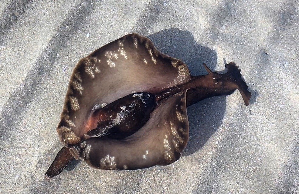 Lièvre noir de mer