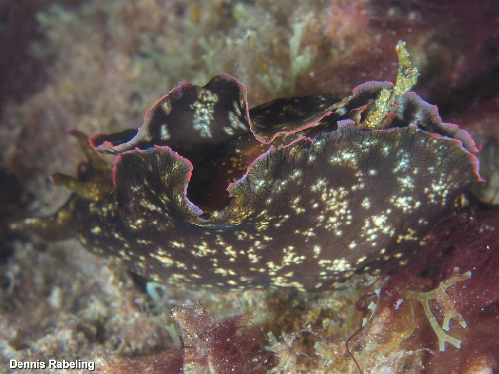 Lièvre noir de mer