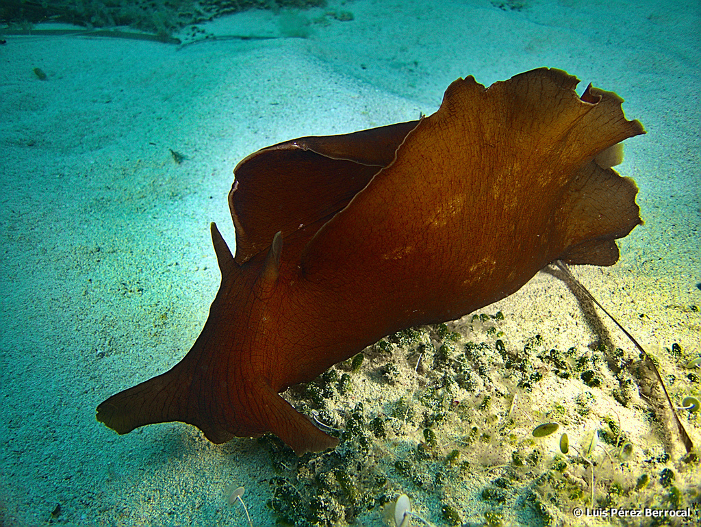 Lièvre noir de mer
