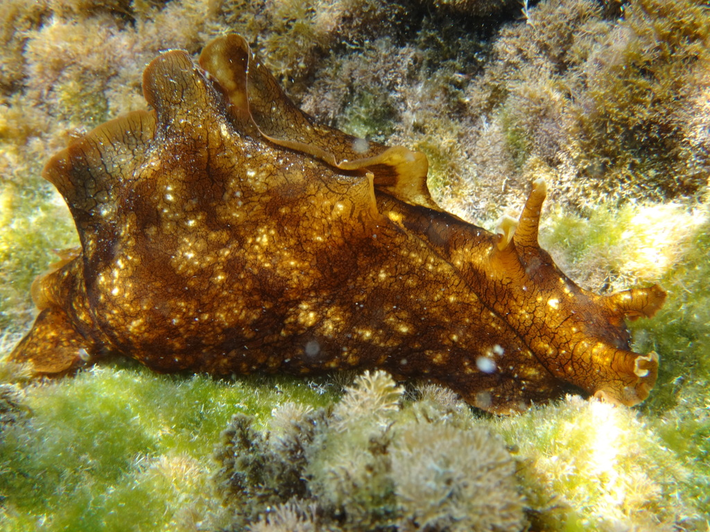Lièvre noir de mer