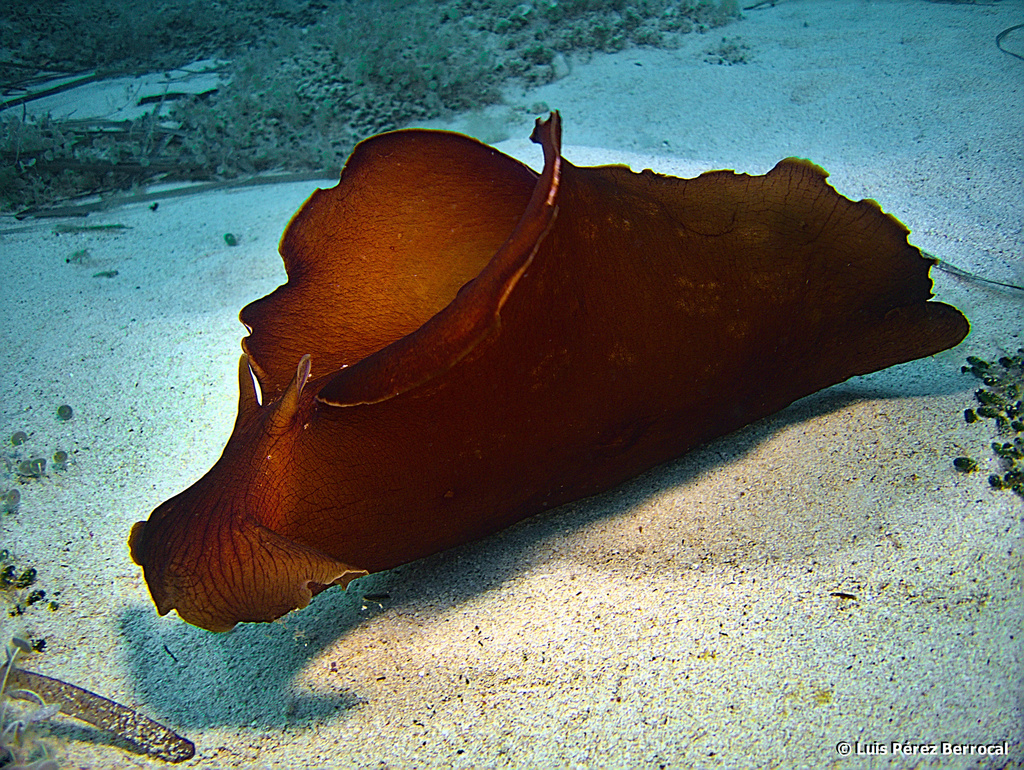 Lièvre noir de mer