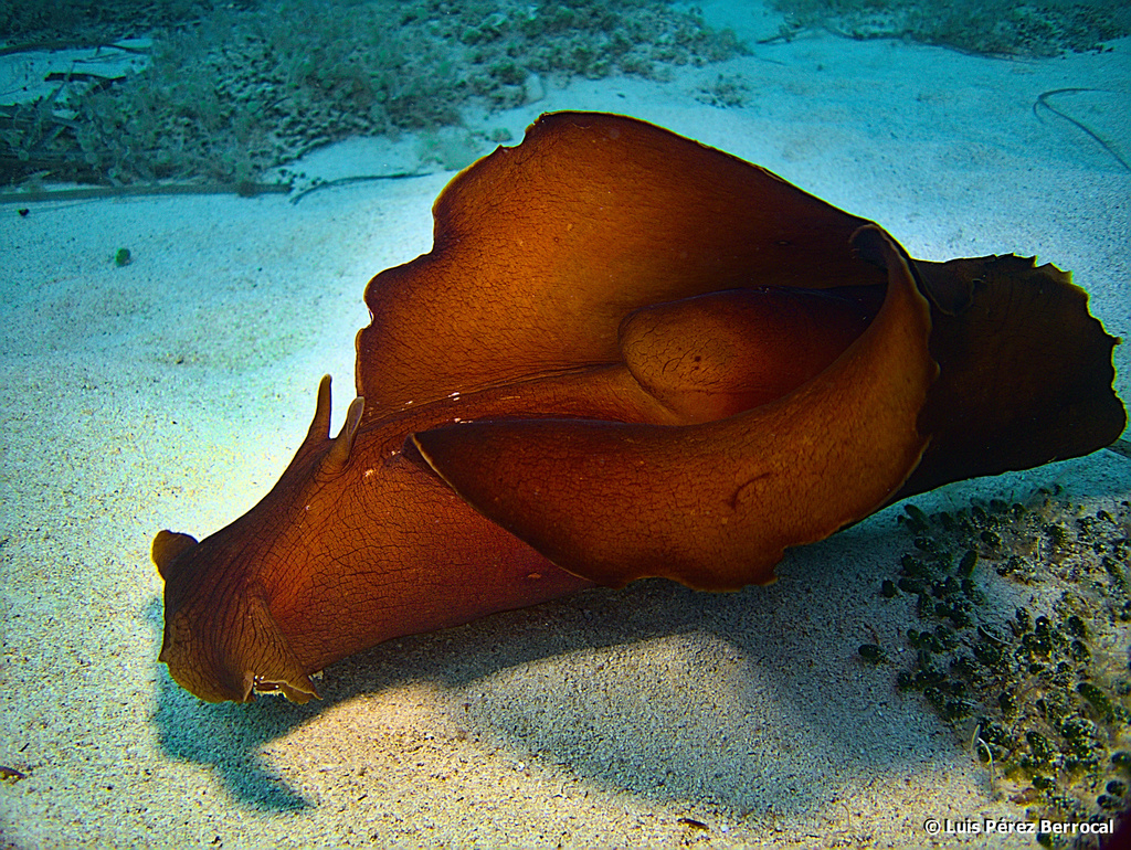 Lièvre noir de mer