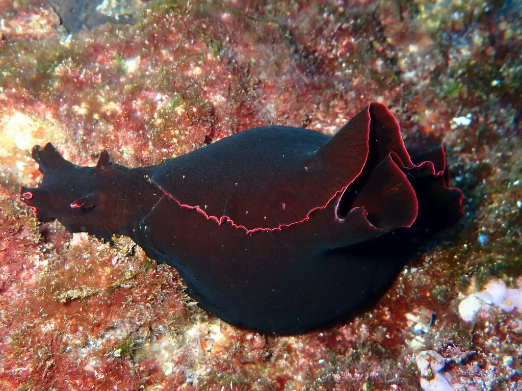 Lièvre noir de mer