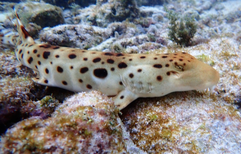 Epaulette Shark