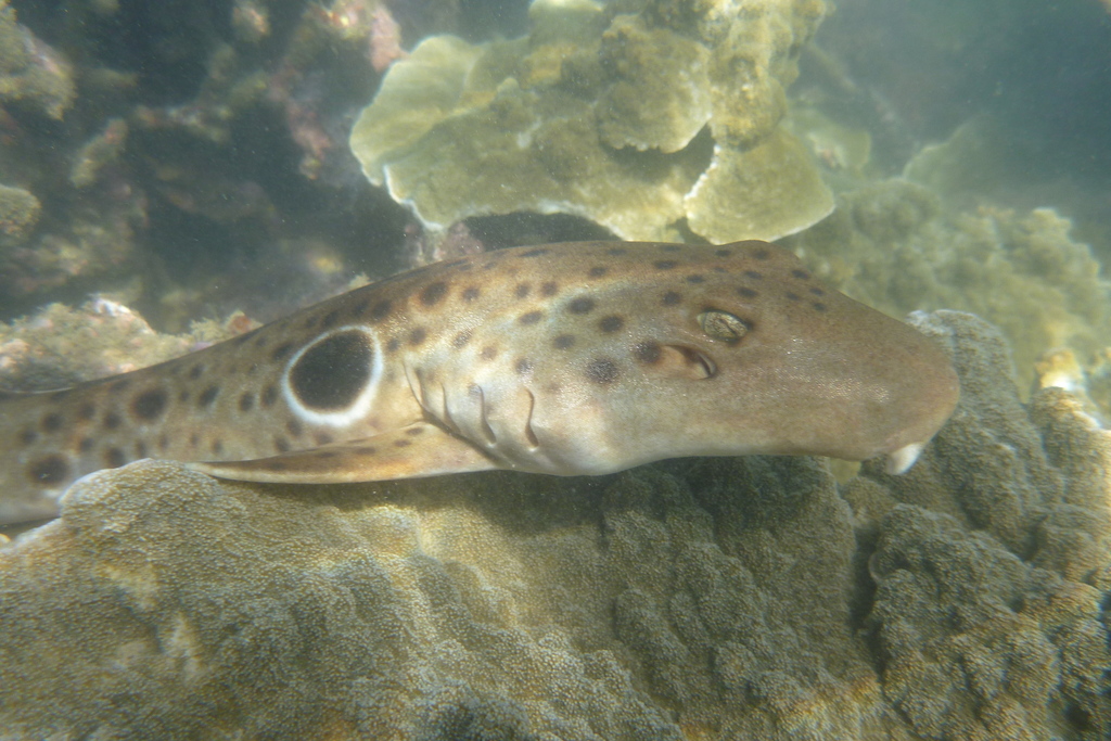 Epaulette Shark