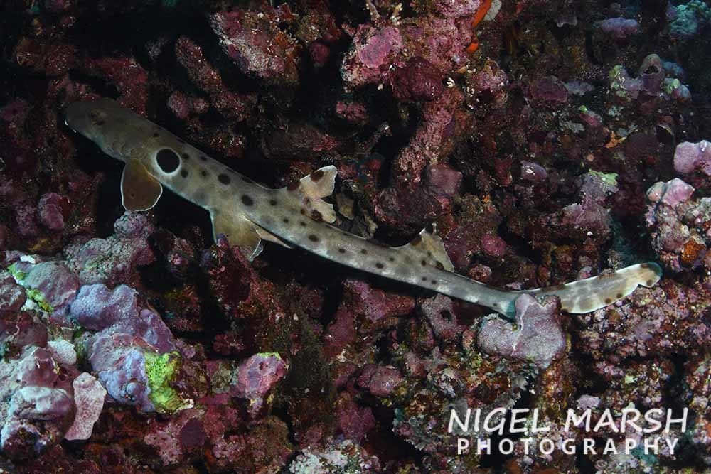 Epaulette Shark