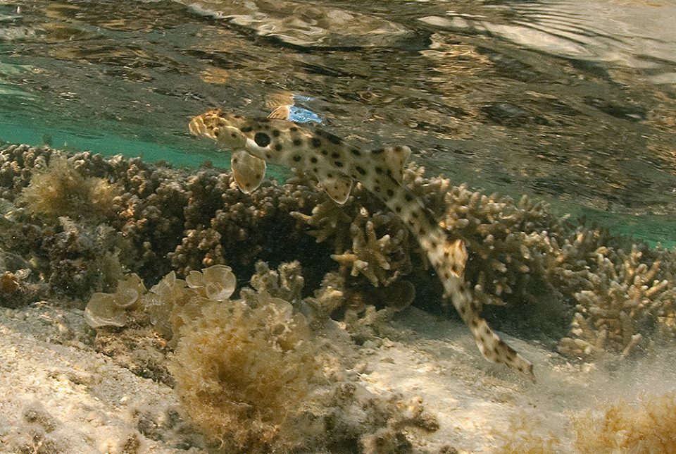 Epaulette Shark