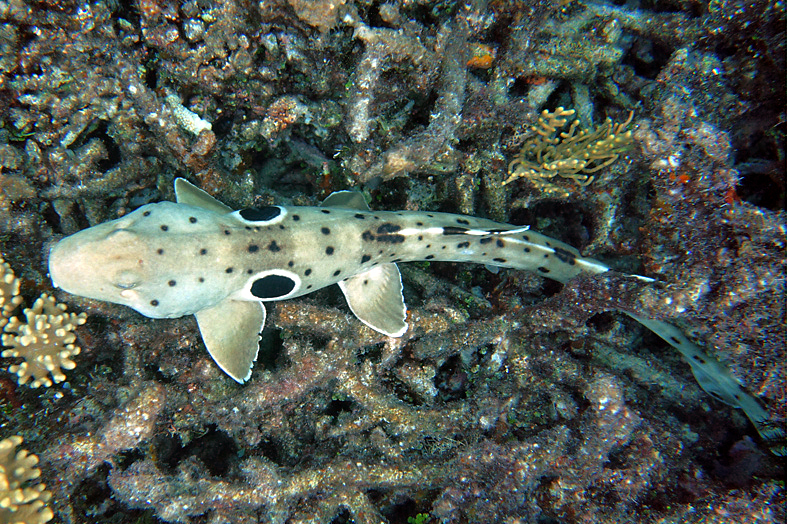 Epaulette Shark