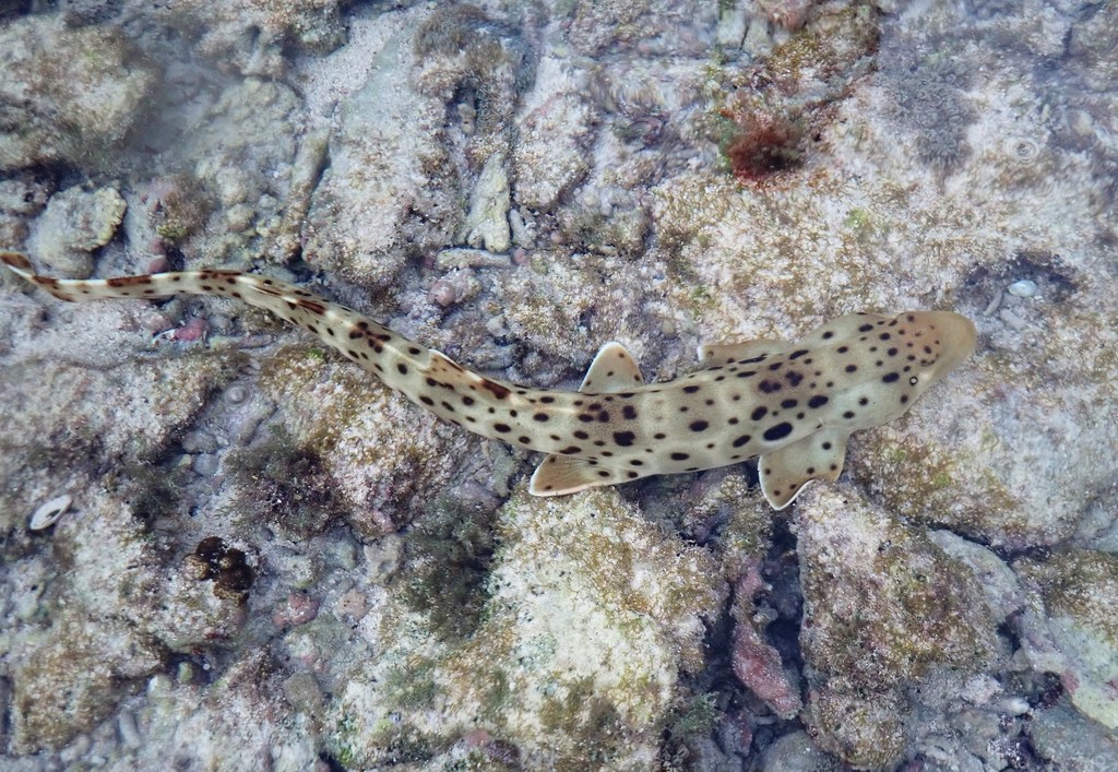 Epaulette Shark