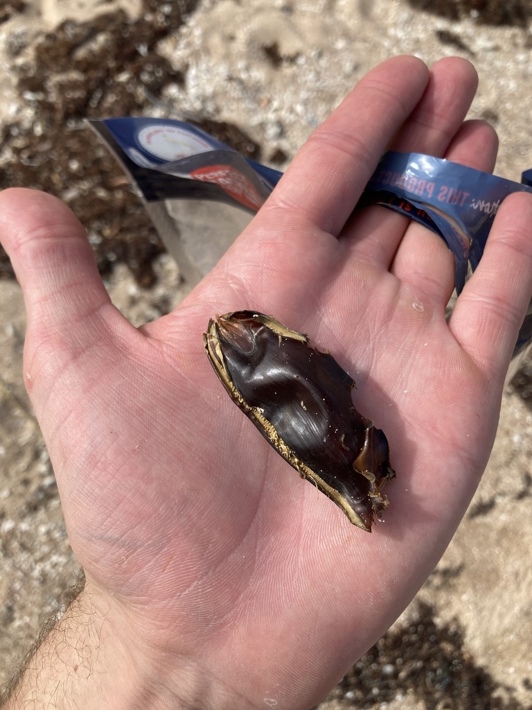 Epaulette Shark