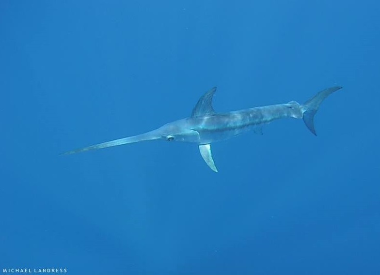 Broadbill Swordfish