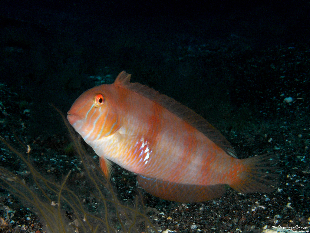 Pearly Razorfish