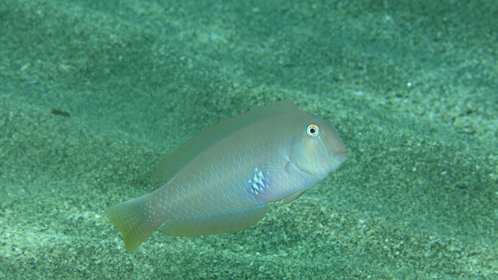 Pearly Razorfish