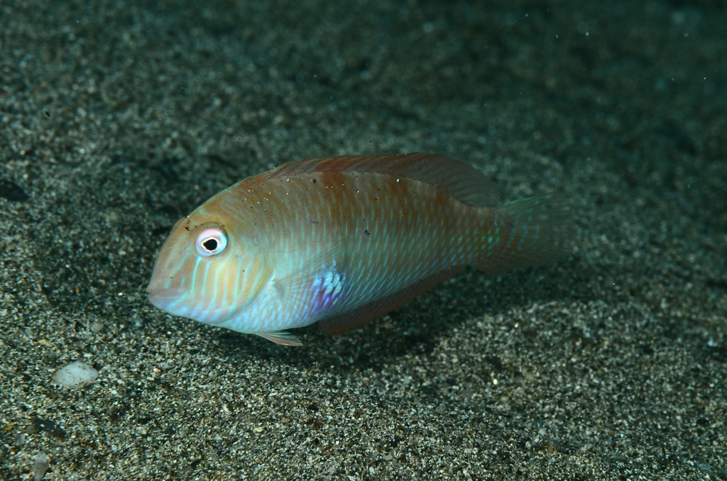 Pearly Razorfish