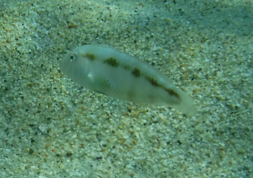 Pearly Razorfish