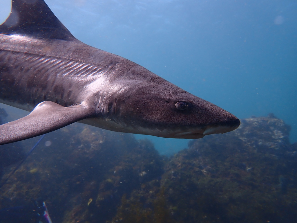 Leopard Shark