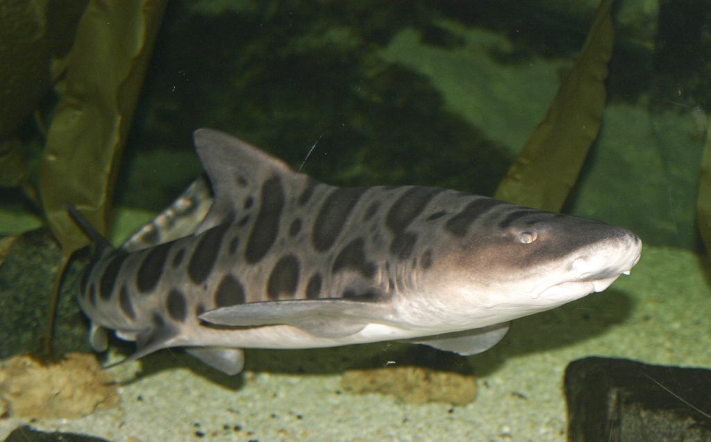 Leopard Shark
