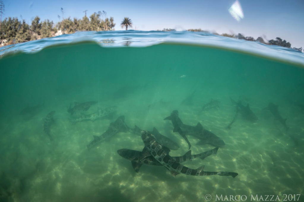 Leopard Shark